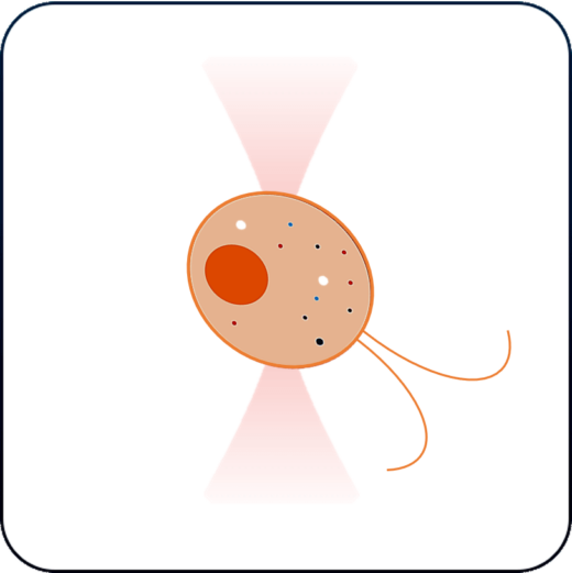 Microswimmer cell motility mechanobiology application