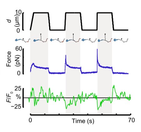 Cell membrane tether pulling assay for local membrane tension measurements