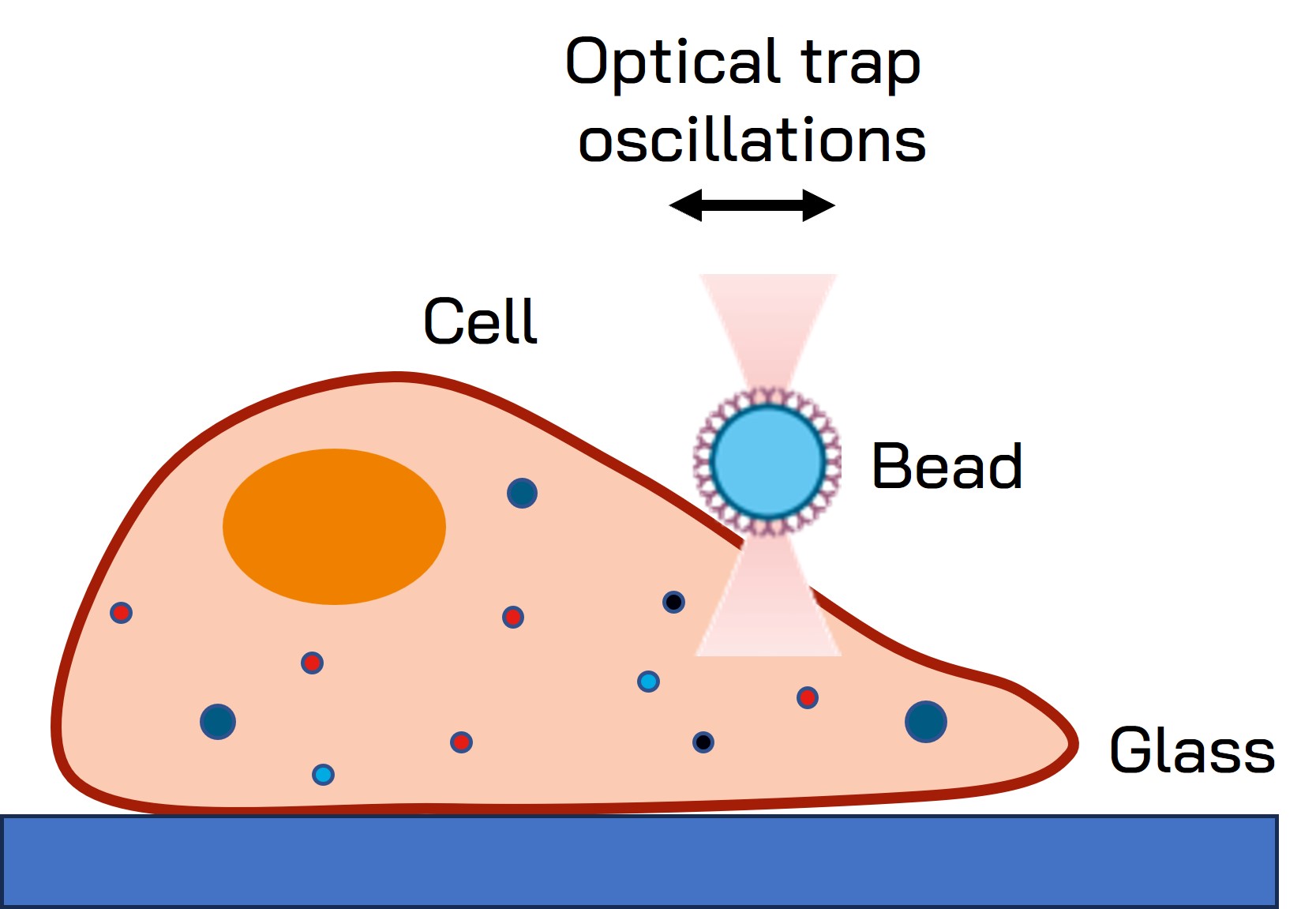 Mechanosensing through cell membrane receptor interaction forces