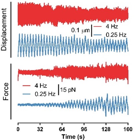 Force and displacement of a bead attached to a cell membrane that is trapped with optical tweezers and oscillating