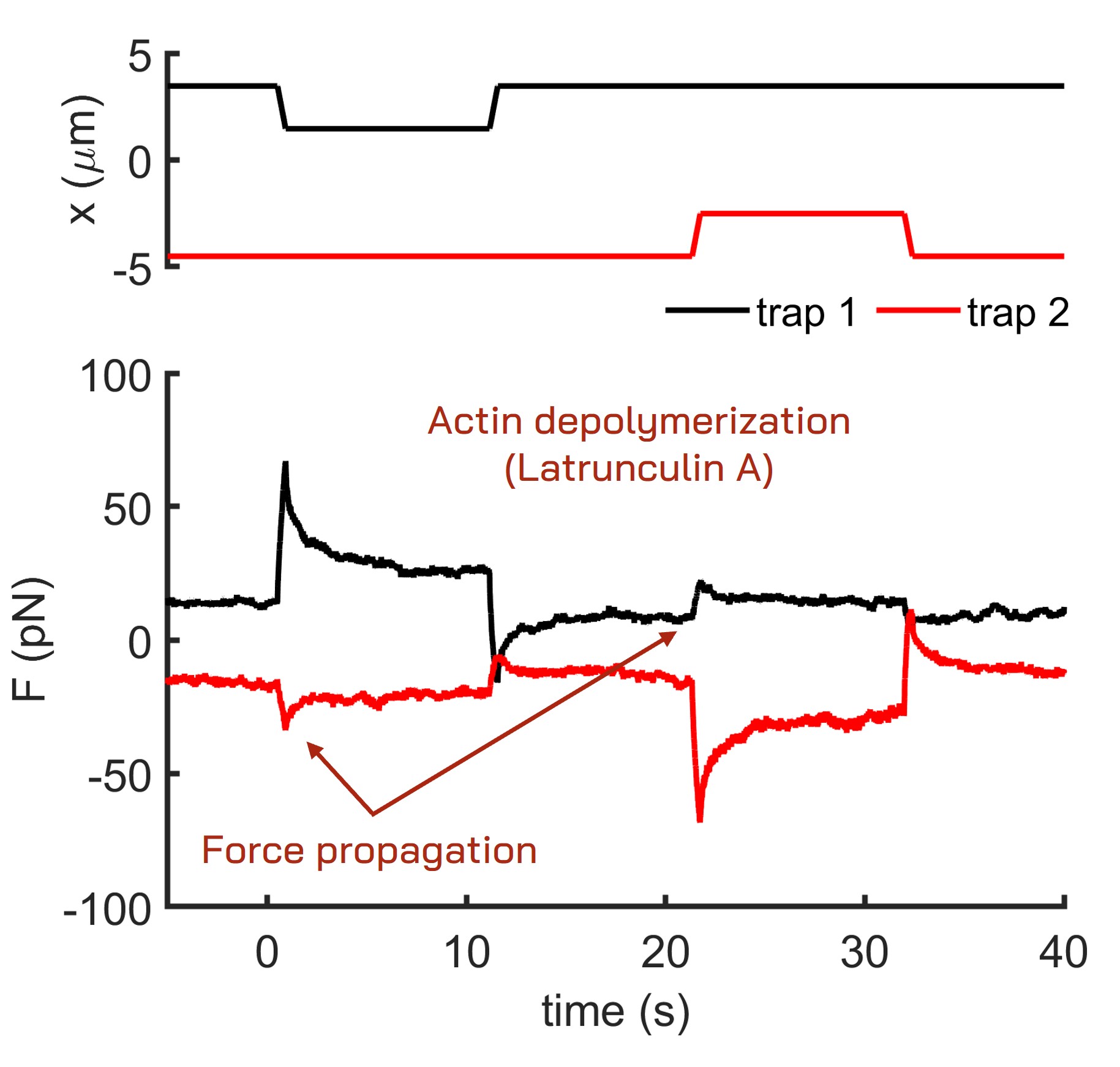 Force propagation in a dual trap cell nucleus indentation assay