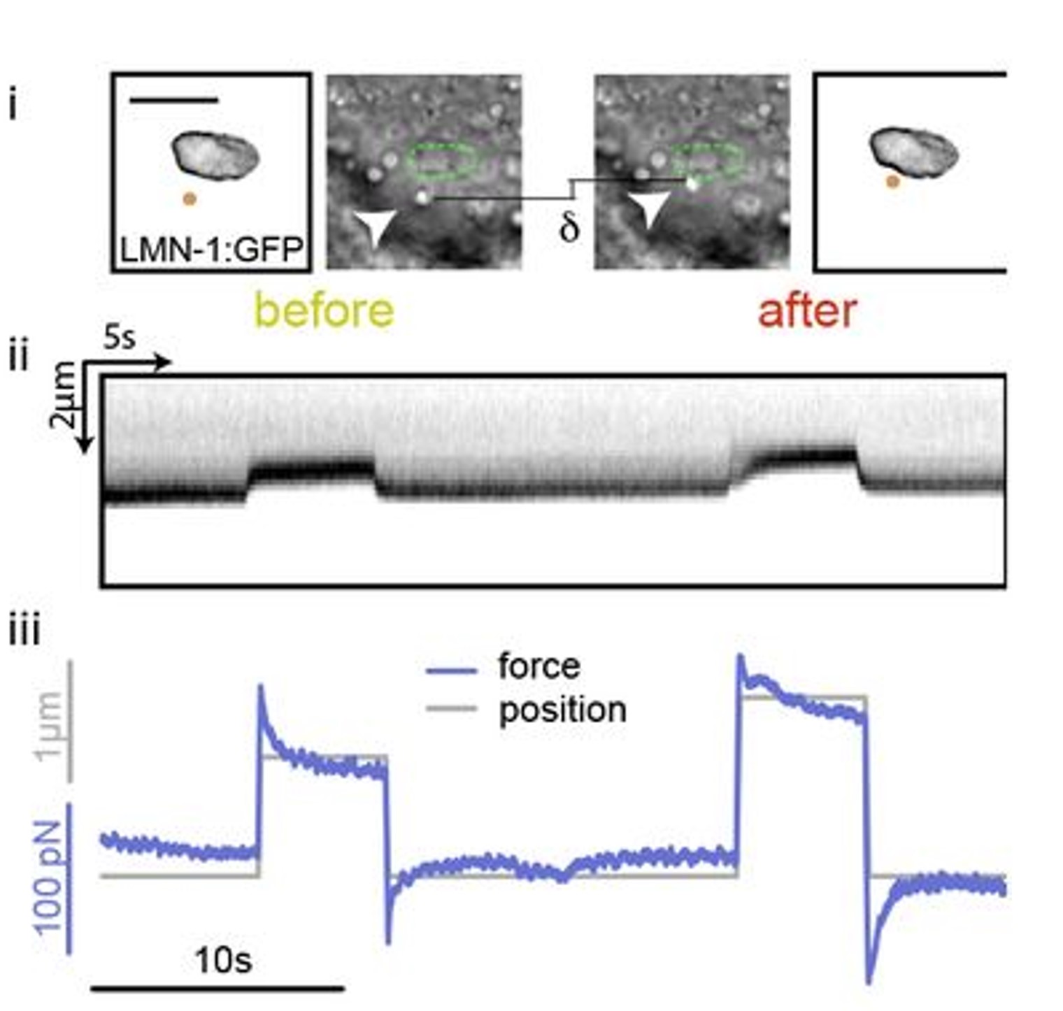 Cell nucleus indentation in vivo with optical tweezers