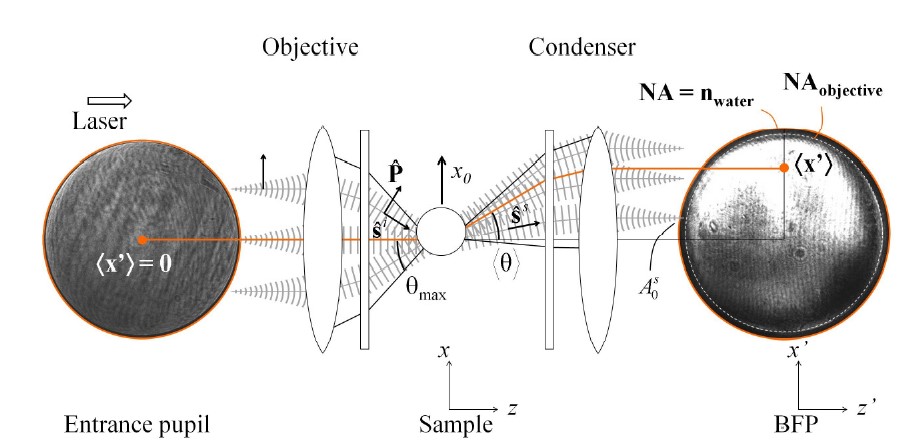 Light momentum force sensor for optical tweezers