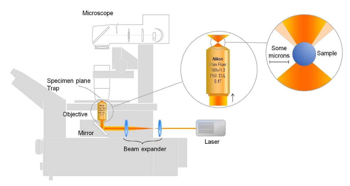 Lateral light momentum transfer in optical tweezers