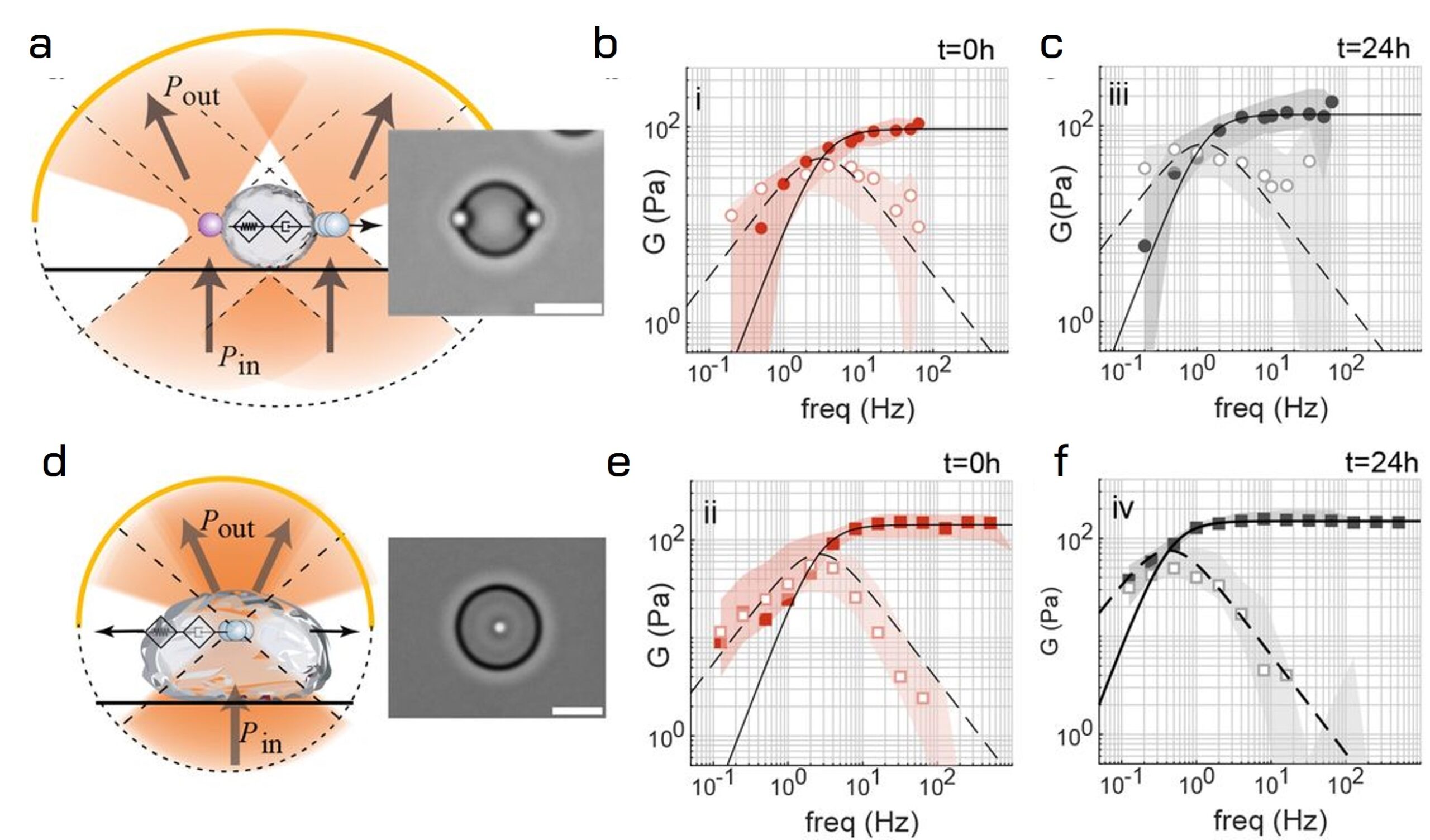 Rheology characterization of Protein droplets undergoing LLPS