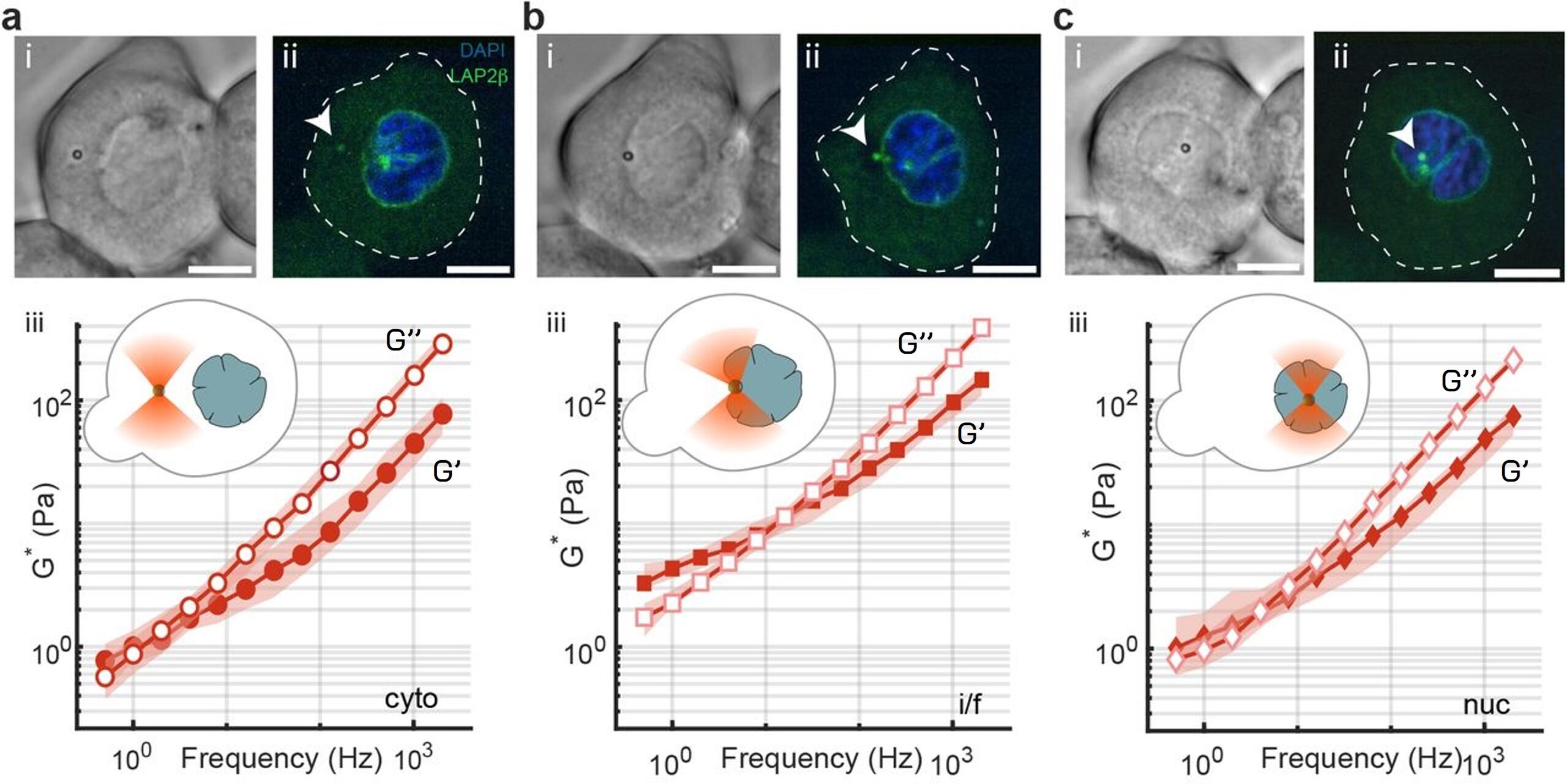 Rheology measurements inside the cytoplasm, nucleus and at the nucleus interface of a cell characterizing its intracellular viscosity and elasticity