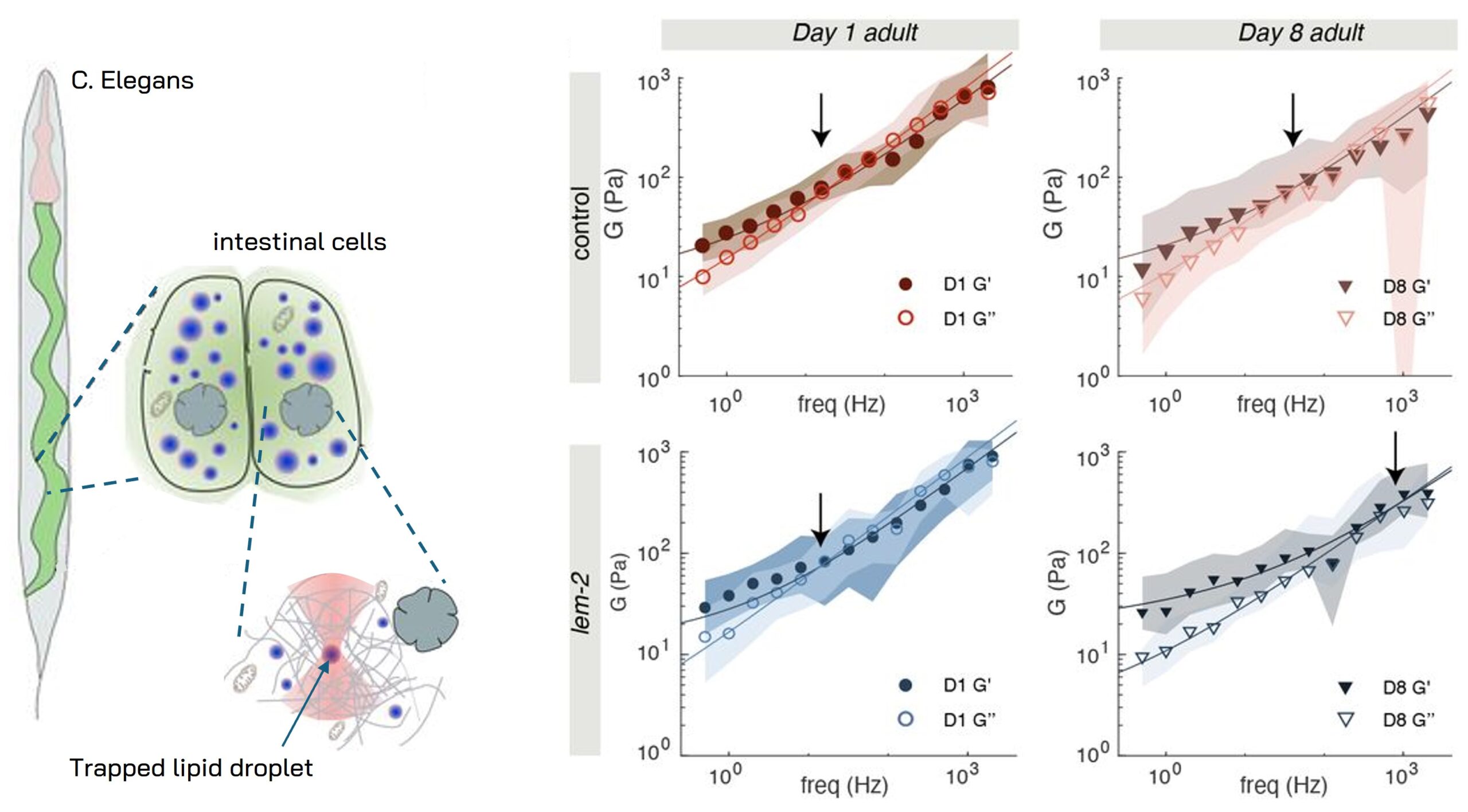 Intracellular Active Rheology inside a living C. elegans worm