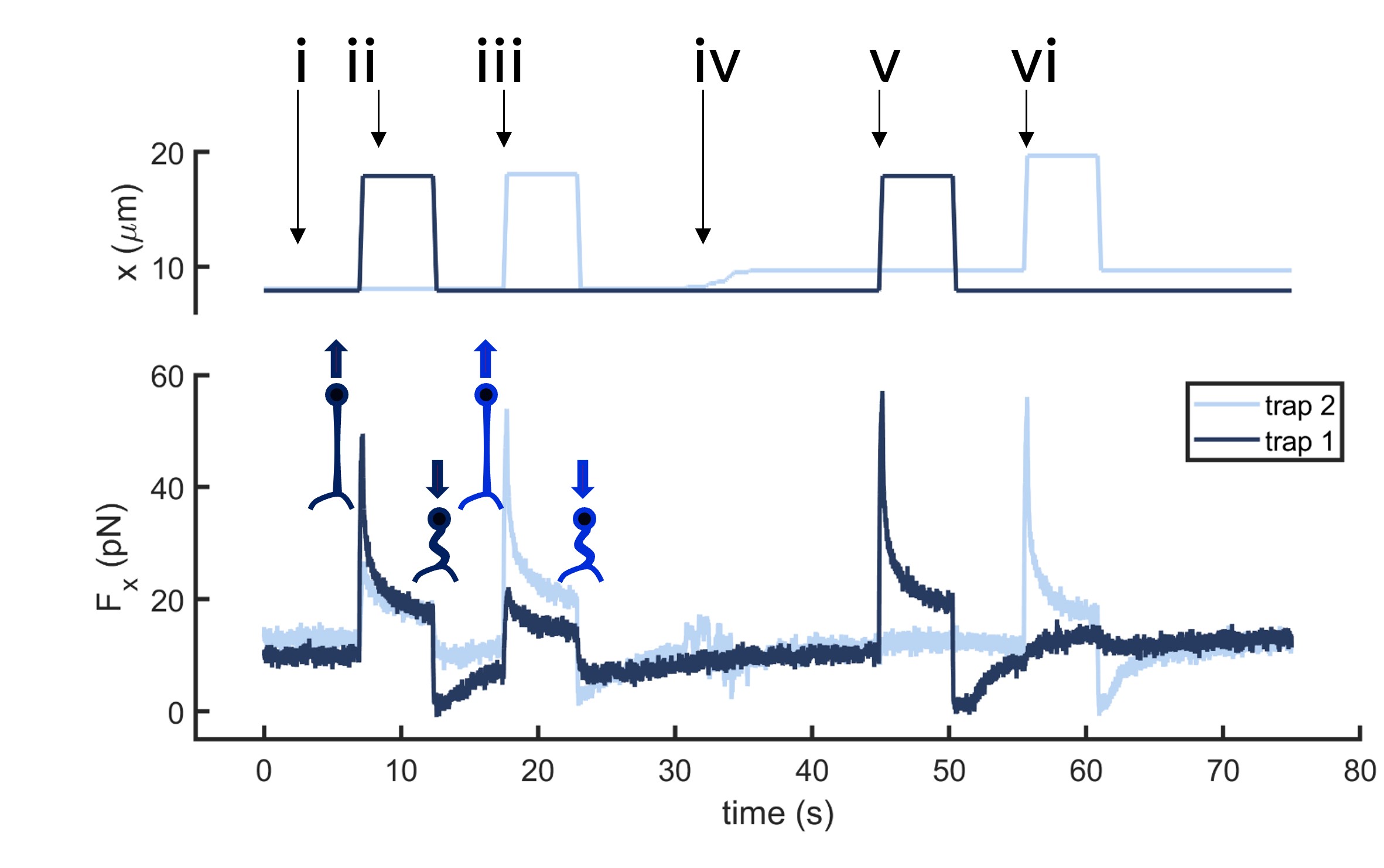 Cell membrane tension propagation via tether pulling experiment