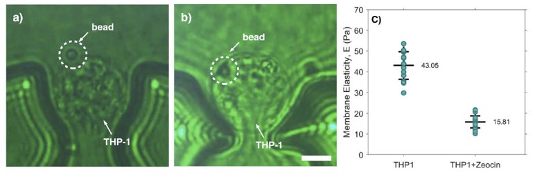 Cell rigidity and elasticity measurements with optical tweezers