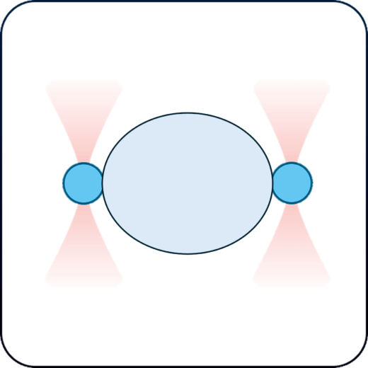 LLPS of protein droplets application with optical tweezers