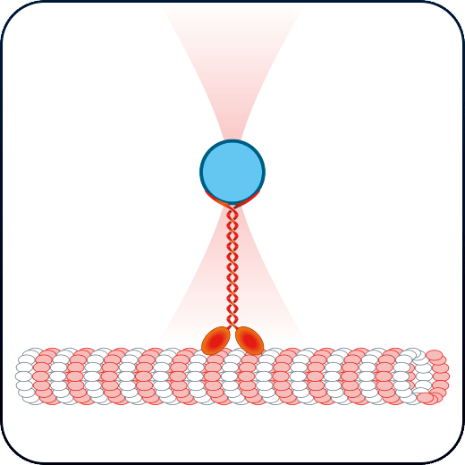 microtubules motor proteins mechanobiology application